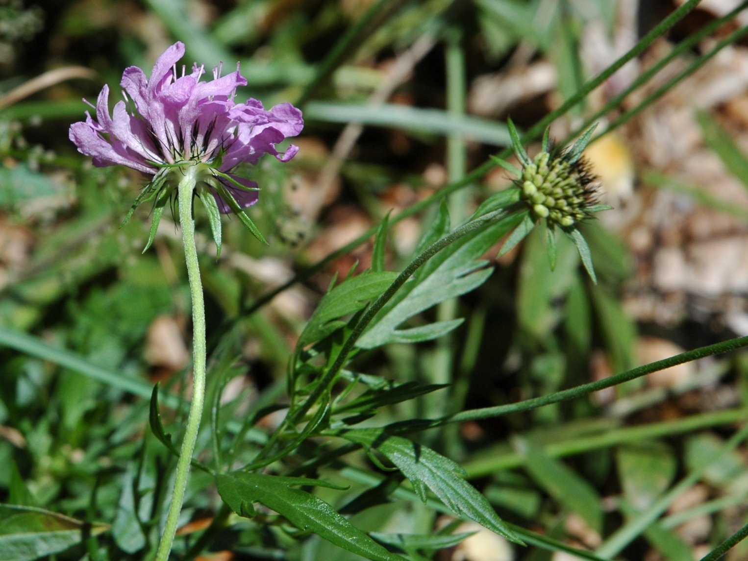 Scabiosa 1608d e